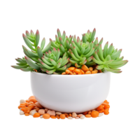 AI generated Green and orange succulent in the white cup png