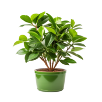 AI generated A Potted Plant With Green Leaves png