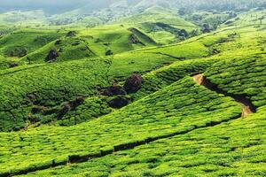 Tea plantations in mountains photo