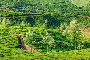 Tea plantations in the morning, India photo