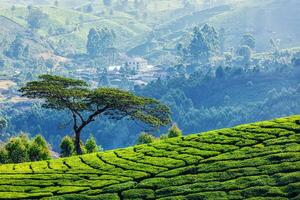 árbol en té plantaciones foto