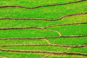 Rice field terraces photo