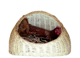 A hen is incubating eggs in a basket made of bamboo. png