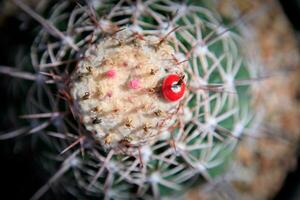 top view of melocactus fruit photo