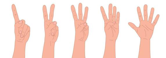 conjunto de manos. contando desde uno a cinco con tu manos. contar los dedos. cuerpo idioma. comunicación gestos concepto. número 1, 2, 3, 4, 5 5 con mano firmar vector