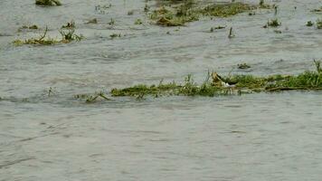 vogel in een rivier- rennen met dwingen na een storm video