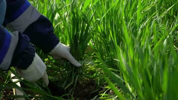 contadino Lavorando su il terra con un' piccolo verde pianta video