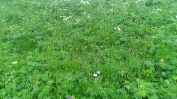 Grün Gras im das Wald video