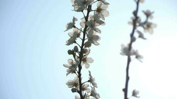 belles fleurs dans le jardin video