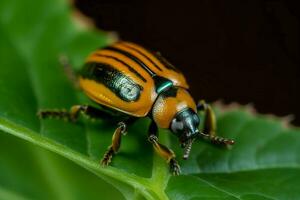 Colorado escarabajo en verde hoja insecto. generar ai foto