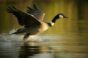 Canada goose flight above the water. Generate ai photo