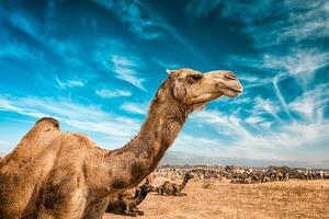 camello en India foto