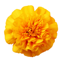 AI generated Yellow marigold flower clip art png