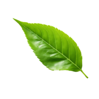 AI generated Tea leaf clip art png