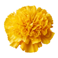 AI generated Yellow marigold flower clip art png