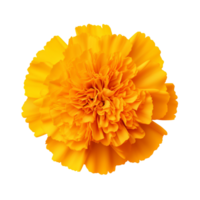 AI generated Yellow marigold flower clip art png