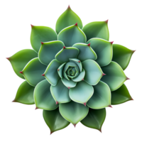 AI generated Succulent plant clip art png