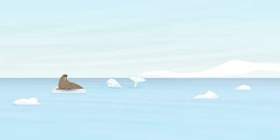 Beluga whale and Walrus on ice floe with coastal and iceberg behind vector illustration.