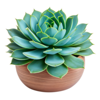 ai generato succulento pianta clip arte png