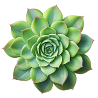 AI generated Succulent plant clip art png