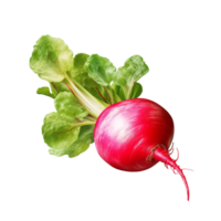 AI generated Radish clip art png