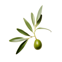 ai généré olive feuilles agrafe art png