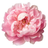 AI generated Pink peony clip art png