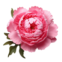 ai gegenereerd roze pioen klem kunst png