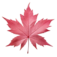 AI generated Japanese maple leaf clip art png