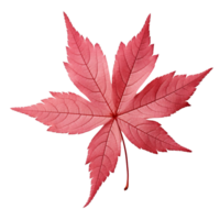 AI generated Japanese maple leaf clip art png