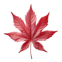 AI generated Japanese maple leaf clip art png