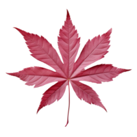 AI generated Japanese maple leaf clip art png