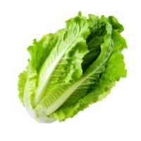 ai generiert Romaine Grüner Salat Clip Kunst png