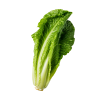 ai generiert Romaine Grüner Salat Clip Kunst png