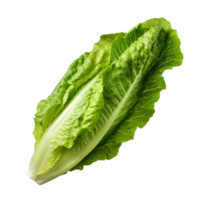 ai generado lechuga romana lechuga acortar Arte png