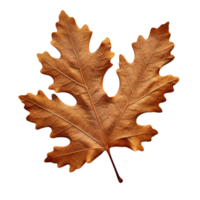 AI generated Oak leaf clip art png