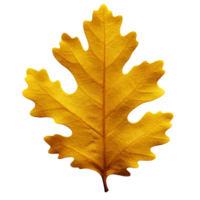 AI generated Oak leaf clip art png