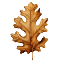 AI generated Oak leaf clip art png