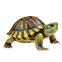 ai généré mignonne bébé tortue agrafe art png