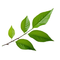 AI generated Branch of green leaves clip art png