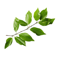 AI generated Branch of green leaves clip art png