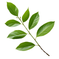 AI generated Branch of green leaves clip art png