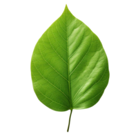 AI generated Green leaf clip art png