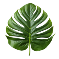 AI generated Green jungle leaf clip art png