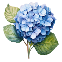 AI generated Blue hydrangea clip art png