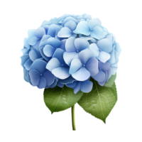 AI generated Blue hydrangea clip art png