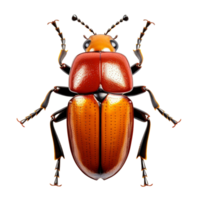 AI generated Beetle insect clip art png