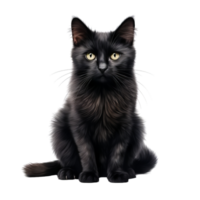 AI generated Black cat clip art png