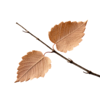 AI generated Alder leaf clip art png