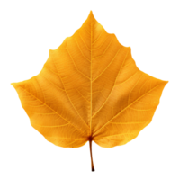 AI generated Autumn leaf clip art png